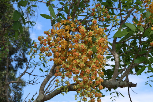 Image of Cassia brewsteri by (c) Greg Tasney, some rights reserved (CC BY-SA)