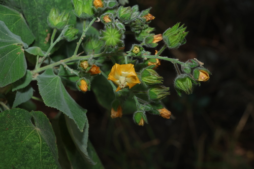 Image of Abutilon auritum by (c) Greg Tasney, some rights reserved (CC BY-SA)