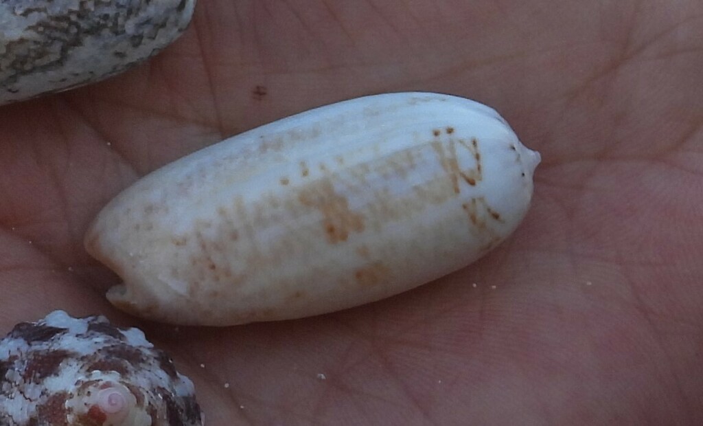 Oliva ornata