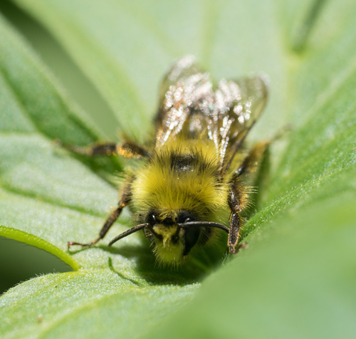 iNaturalist observation photo of Pyrobombus