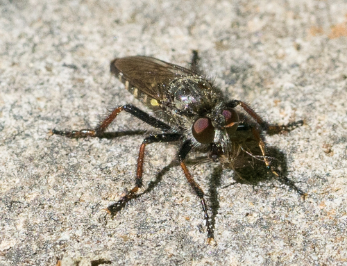 iNaturalist observation photo of Robber Flies