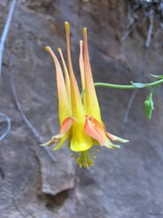 Aquilegia chrysantha