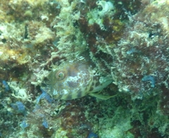 Parablennius marmoreus