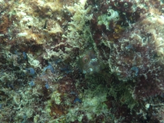 Parablennius marmoreus