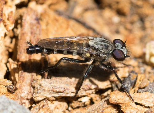 iNaturalist observation photo of Robber Flies