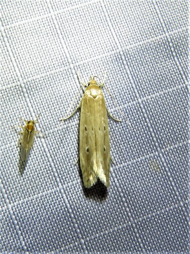 Shy Cosmet Moth photo 4