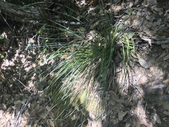 Festuca californica