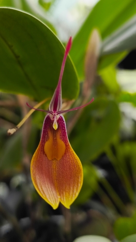 Restrepia persicina