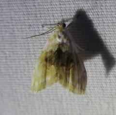 Lipocosma sicalis