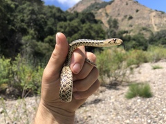 Pituophis catenifer pumilus