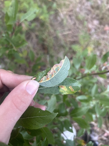 Iteomyia salicifolia
