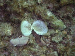 Papyridea soleniformis