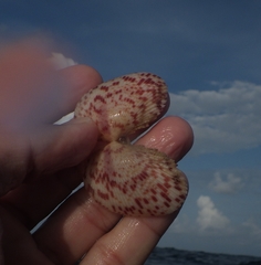 Papyridea soleniformis