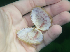 Papyridea soleniformis