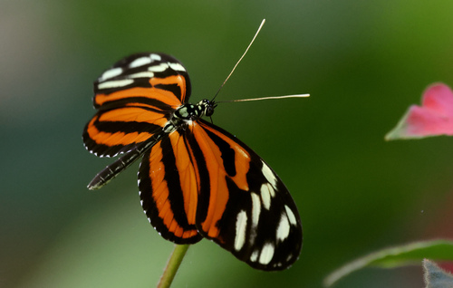 Ismenius tiger