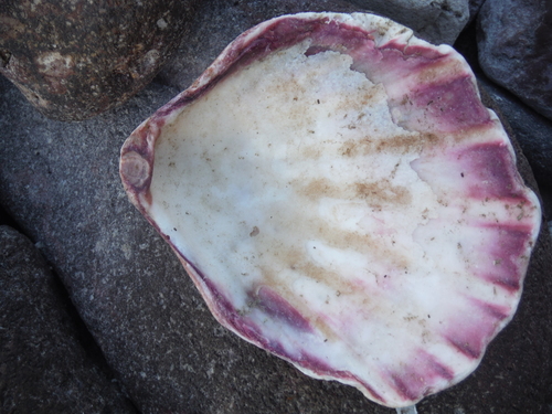 Giant Lion's Paw