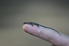 Cryptoblepharus africanus