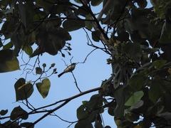 Myiagra ferrocyanea