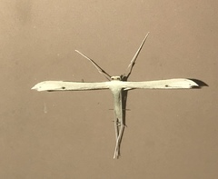 Hellinsia homodactylus