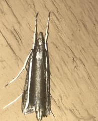 Carectocultus perstrialis