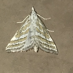 Leptosteges parthenialis