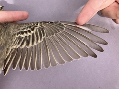 Tawny Pipit photo 6