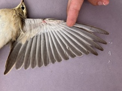 Tawny Pipit photo 5