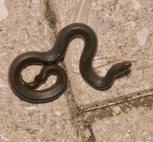 Black Swamp Snake