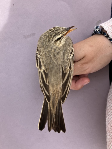 Tawny Pipit