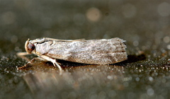 Sciota subcaesiella