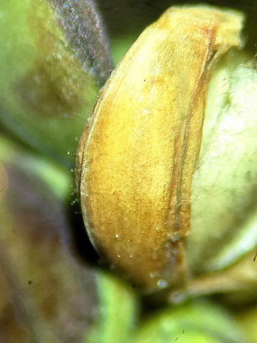 Image of Paspalum setaceum by no rights reserved