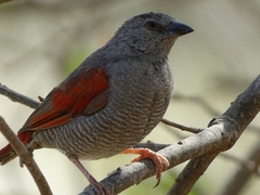 Pytilia phoenicoptera