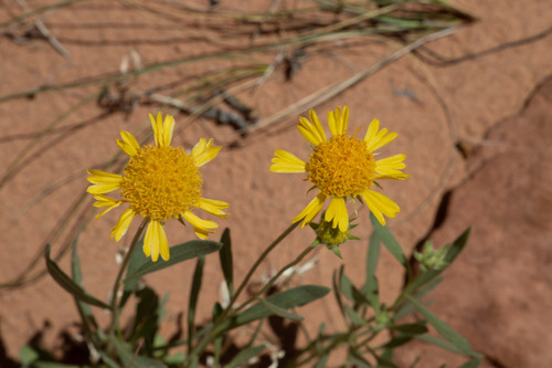 Gaillardia spathulata A.Gray