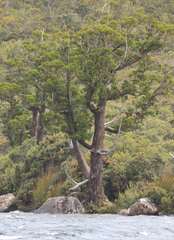 Athrotaxis selaginoides