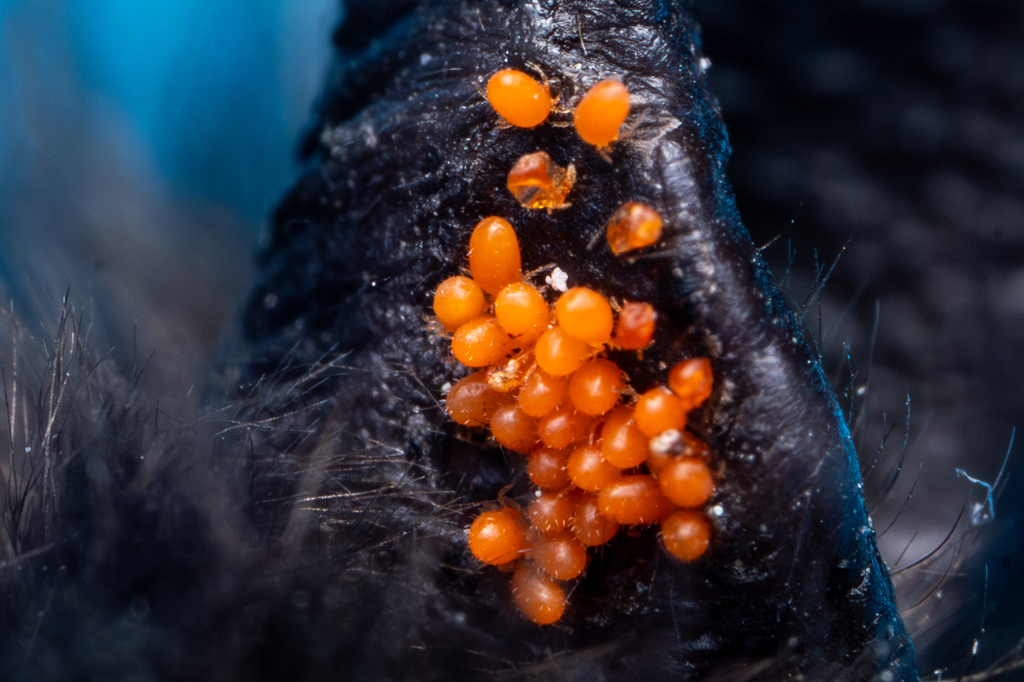 Leptotrombidium