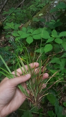Careyanae