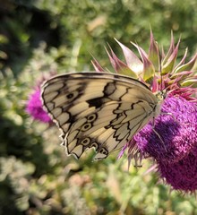 Melanargia larissa