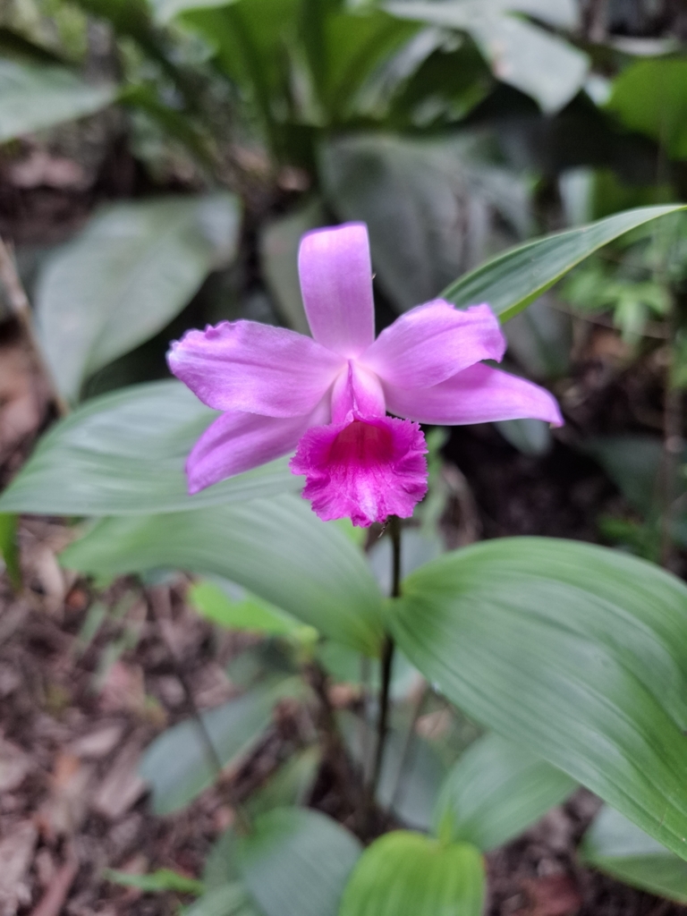 Sobralia sessilis
