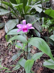 Sobralia sessilis, photograph Fabricio Carvalho da Silva, CC BY, iNaturalist via GBIF