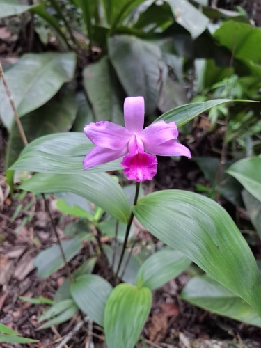 Sobralia sessilis, photograph 3