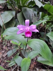 Sobralia sessilis, photograph Fabricio Carvalho da Silva, CC BY, iNaturalist via GBIF