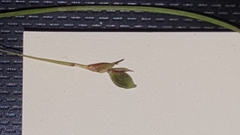 Careyanae