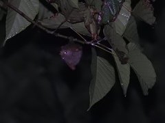 Nyctimene
