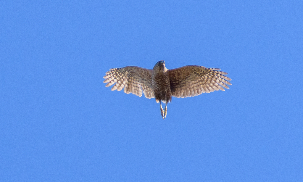 Northern Goshawks and Allies