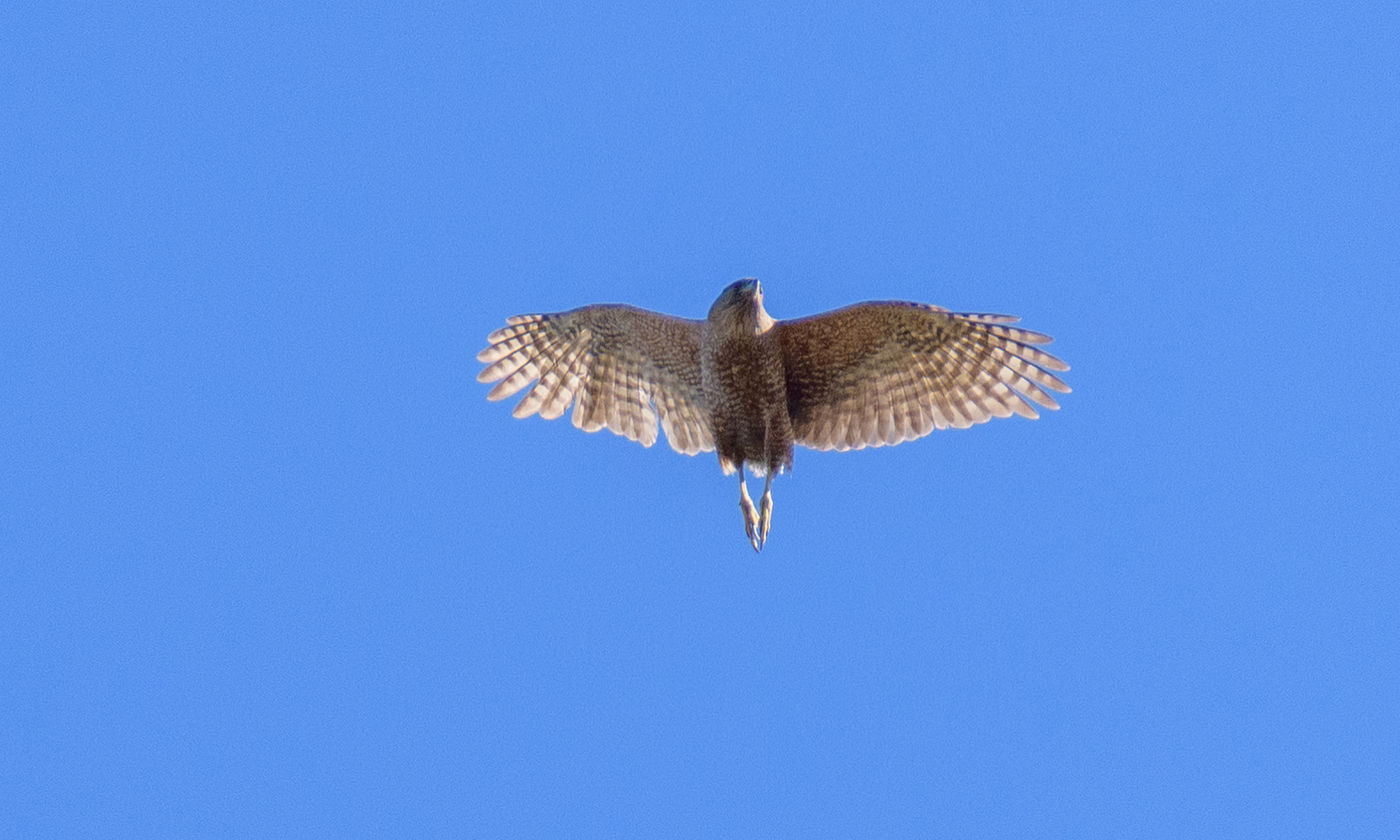 Cooper's Hawk (Astur cooperii)