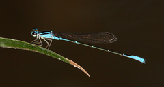 Acanthagrion quadratum