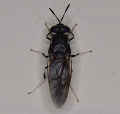 Hermetia illucens