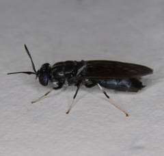 Hermetia illucens