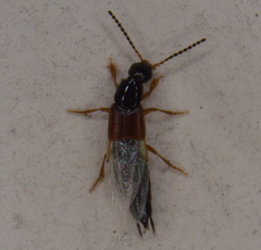 Philonthus rufulus