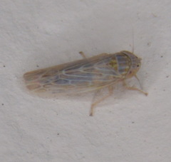 Deltocephalini